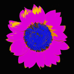 bright pink sunflower!