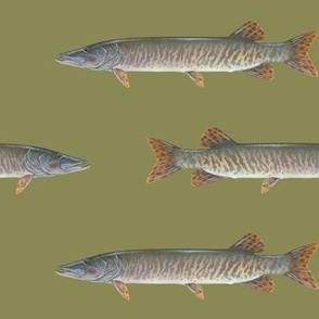 muskellunge on olive drab