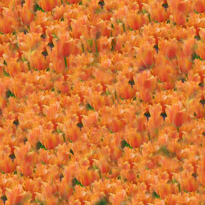 Orange Tulips