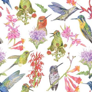 Hummingbirds & Pollinating Flowers