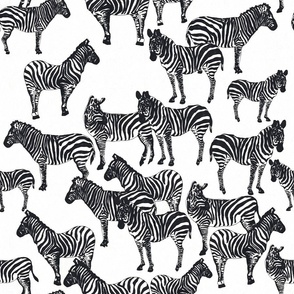 black and white zebras