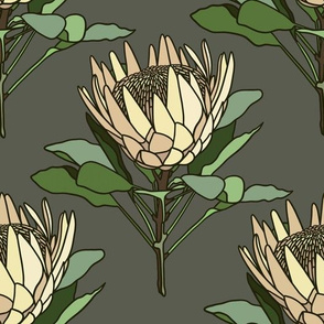 Proteas on grey