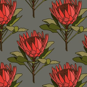 Proteas (red) on grey - small