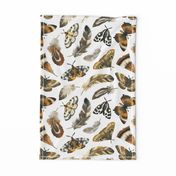 Large Scale / Feathers and Moths / White Background