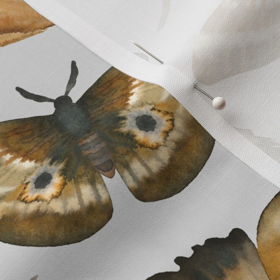 Large Scale / Feathers and Moths / Light Grey Background