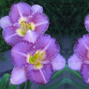 6x8-Inch Mirrored Repeat of Ruffled Petals of Amethyst Daylilies