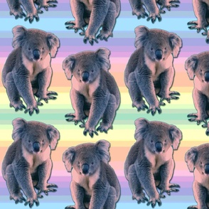 koala pastel rainbows