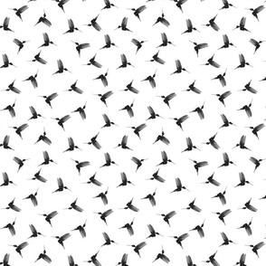 Black and white hummingbirds - white