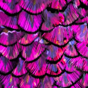 Purple Dragon Feathers