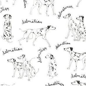 Dalmatian Playful Writing