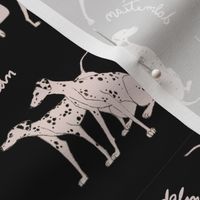 Dalmatian Playful Writing