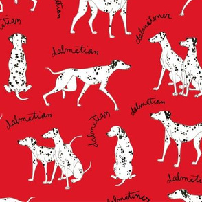 Dalmatian Playful Writing Red