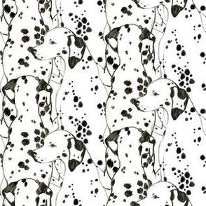 Dalmatian Infinity