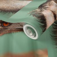 Emu, side view by Su_G_©SuSchaefer