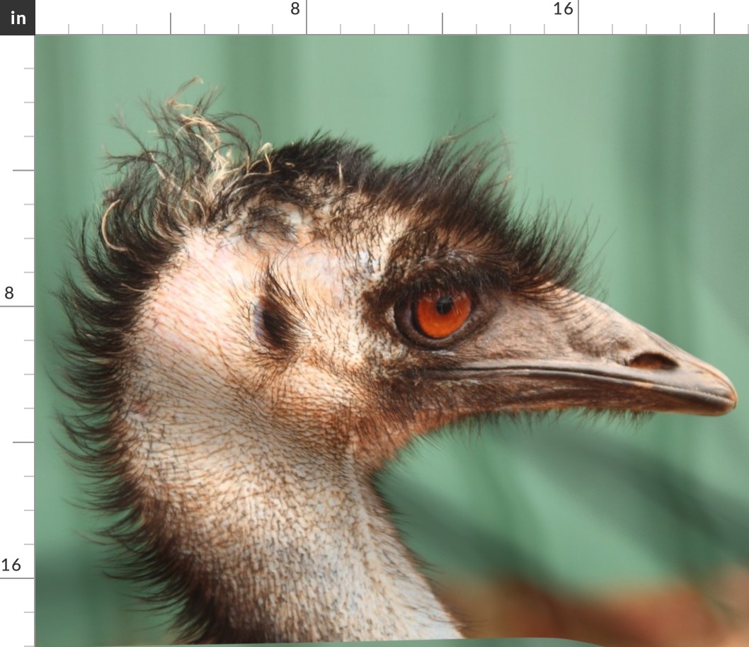 Emu, side view by Su_G_©SuSchaefer