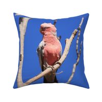 Galah (for FQs in 42" fabrics) by Su_G_©SuSchaefer