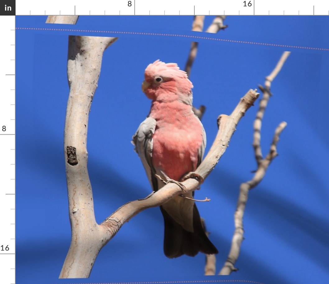 Galah (for FQs in 42" fabrics) by Su_G_©SuSchaefer