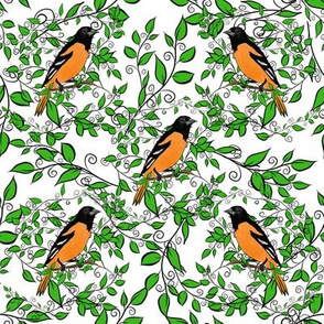 Oriole Song