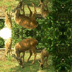 Grazing deer and fawns