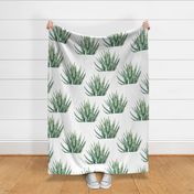 Zebra Cactus Pattern