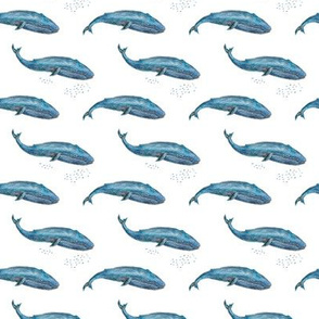 Blue Whale - XSmall (400px)
