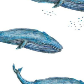 Blue Whale - Medium (1600px)