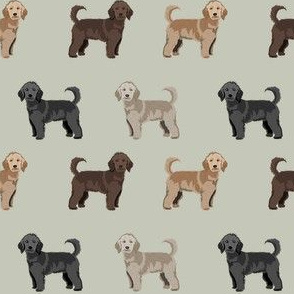 doodle dog  fabric - golden doodle fabric, doodle dog coat colors, dog breed, dog breed fabric - apricot, light, cream, brown, black doodles