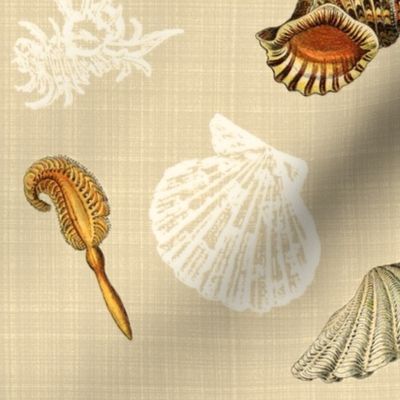 Sea Shells n Silhouettes 