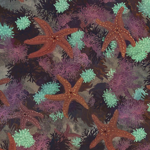 Starfish, Anemones, Urchins Coral Reef