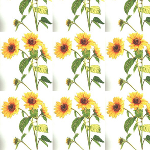 yellow_sunflowers