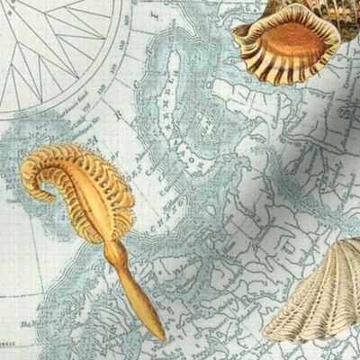 Nautical Map w  Sea Shells