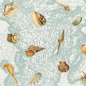 Nautical Map w  Sea Shells