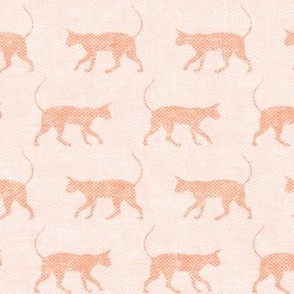 Sphynx cat - two tone peach - hairless cat -  LAD19