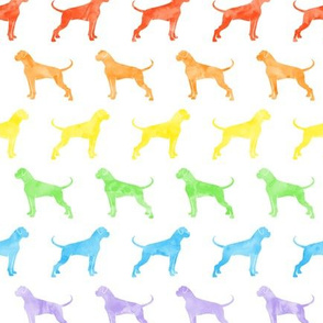 boxer dogs - rainbow  - LAD19