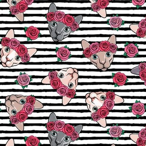 Floral Crowned Sphynx - black stripes - hairless cat - LAD19