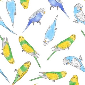 Large Scale Rise and Shine Budgies on White