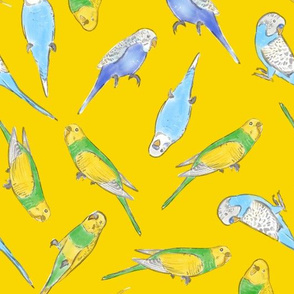 Large Scale Rise and Shine Budgies on Yellow