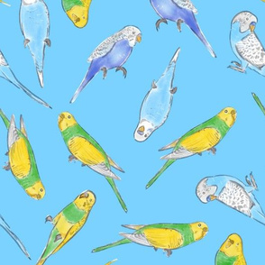 Large Scale Rise and Shine Budgies on Blue