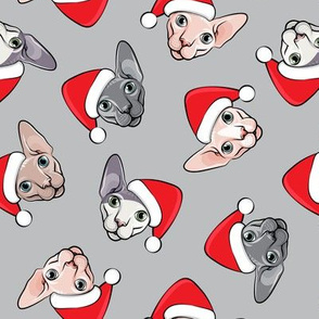Santa Sphynx - grey - hairless cat - LAD19