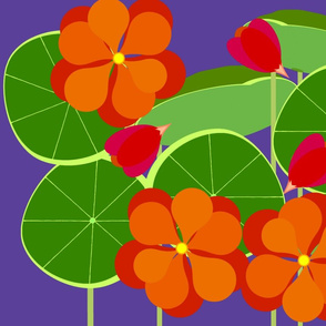 blue violet-nasturtium-lg