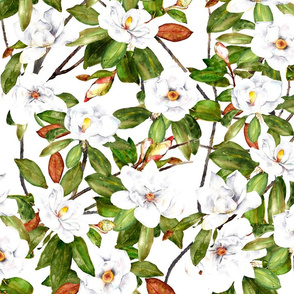 Large magnolia flowers on white watercolor print