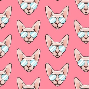 Cool Cats - Sphynx cat with sunglasses - pink - hairless cat - LAD19