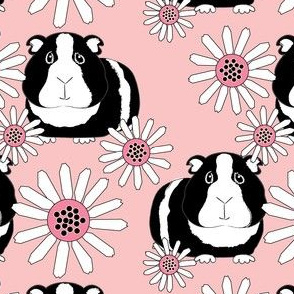 black and white guinea pigs on pink
