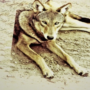 Red Wolf Puppy Growing