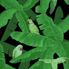 Tropical Green Parrots on Banana Tree - Black