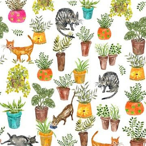 Cats & Pots