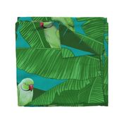 Tropical Green Parrot Birds within Banana Leaves