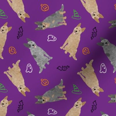 Tiny Australian cattle dogs - Halloween