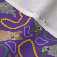 Tiny Australian cattle dogs - Mardi Gras
