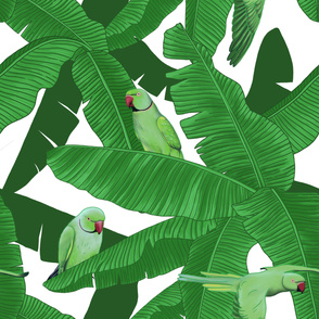 Tropical Green Parrot Birds on Banana Leaves - White Largest Size